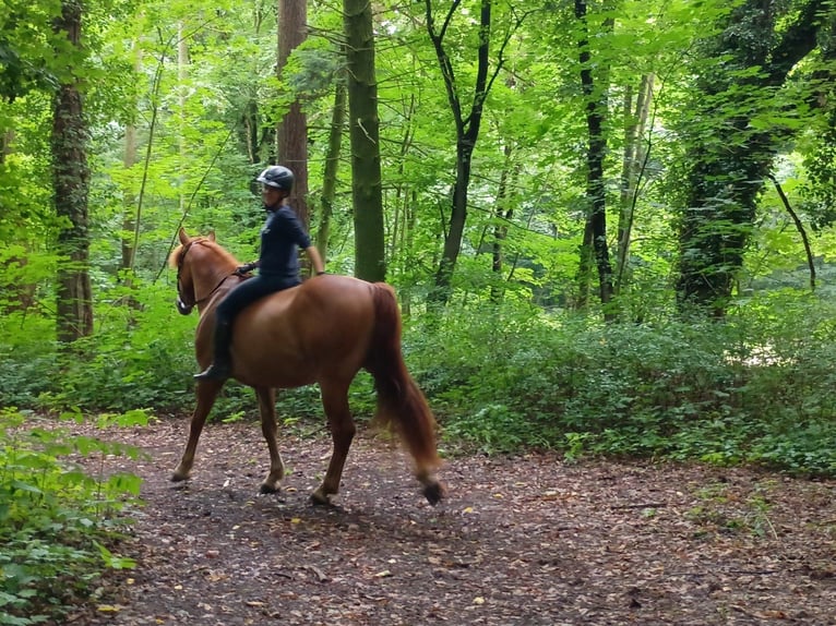 Schweres Warmblut Wałach 3 lat 162 cm Kasztanowata in Leszno Dolne
