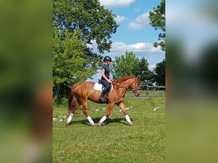 Schweres Warmblut Wałach 3 lat 162 cm Kasztanowata in Leszno Dolne