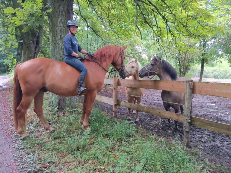 Schweres Warmblut Wałach 3 lat 162 cm Kasztanowata in Leszno Dolne