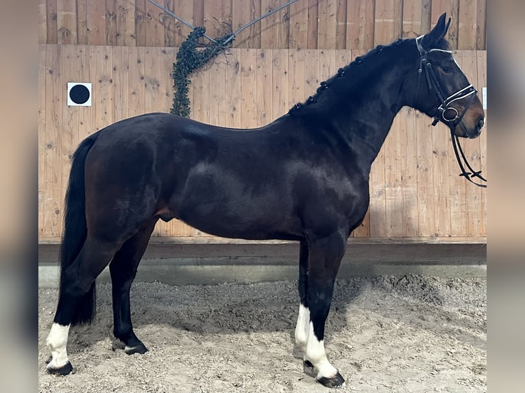 Schweres Warmblut Wałach 3 lat 164 cm Ciemnogniada in Riedlingen