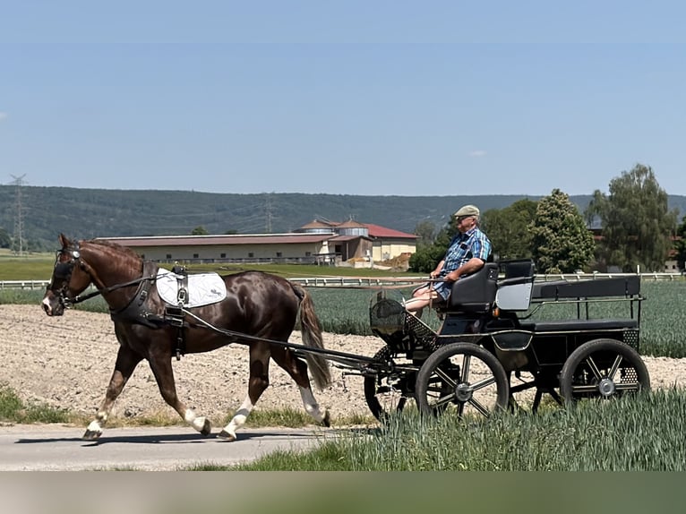 Schweres Warmblut Wałach 3 lat 164 cm Ciemnokasztanowata in Riedlingen