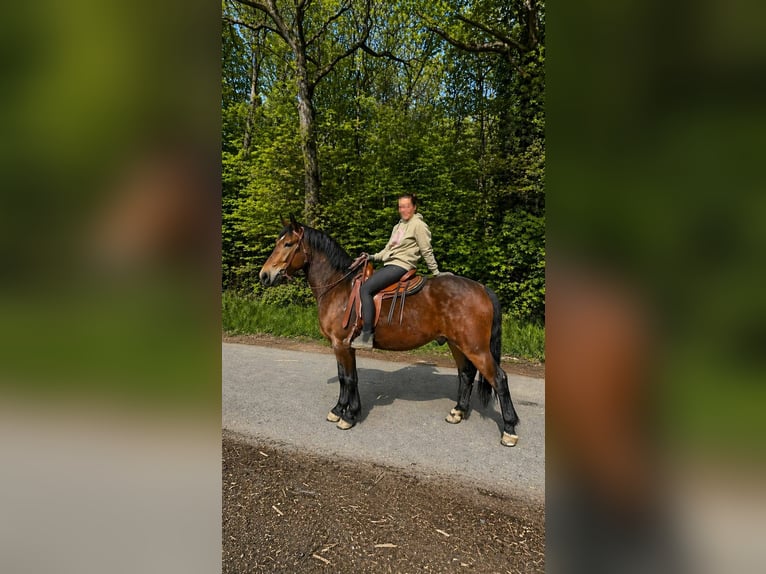 Schweres Warmblut Wałach 3 lat 164 cm Gniada in Linkenbach