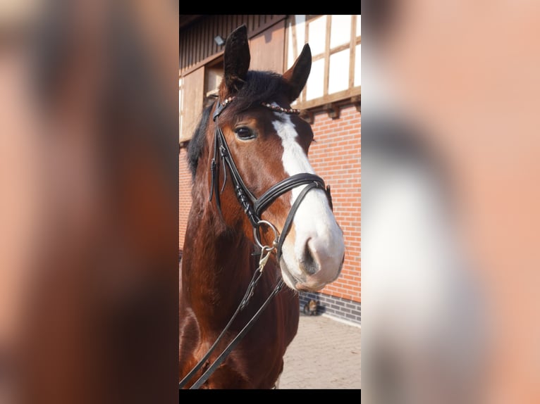 Schweres Warmblut Wałach 3 lat 164 cm Gniada in Hermsdorf