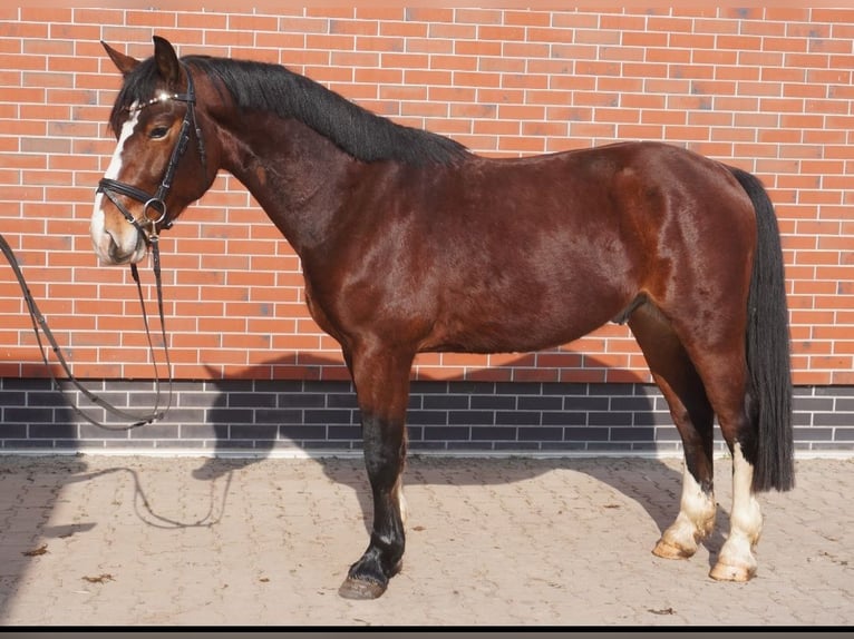 Schweres Warmblut Wałach 3 lat 164 cm Gniada in Hermsdorf