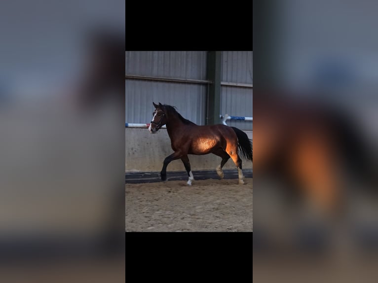 Schweres Warmblut Wałach 3 lat 164 cm Gniada in Hermsdorf