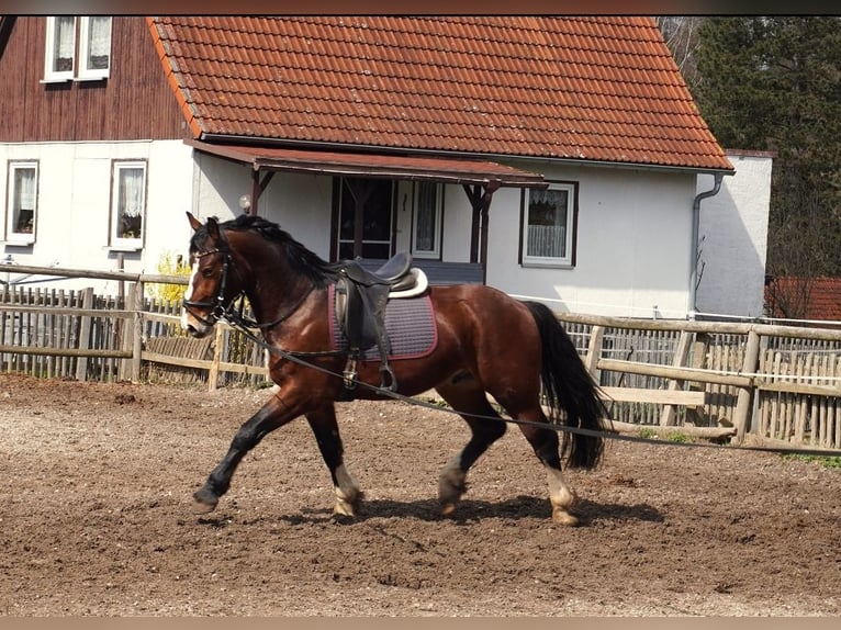 Schweres Warmblut Wałach 3 lat 164 cm Gniada in Hermsdorf