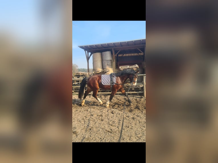 Schweres Warmblut Wałach 3 lat 164 cm Gniada in Hermsdorf