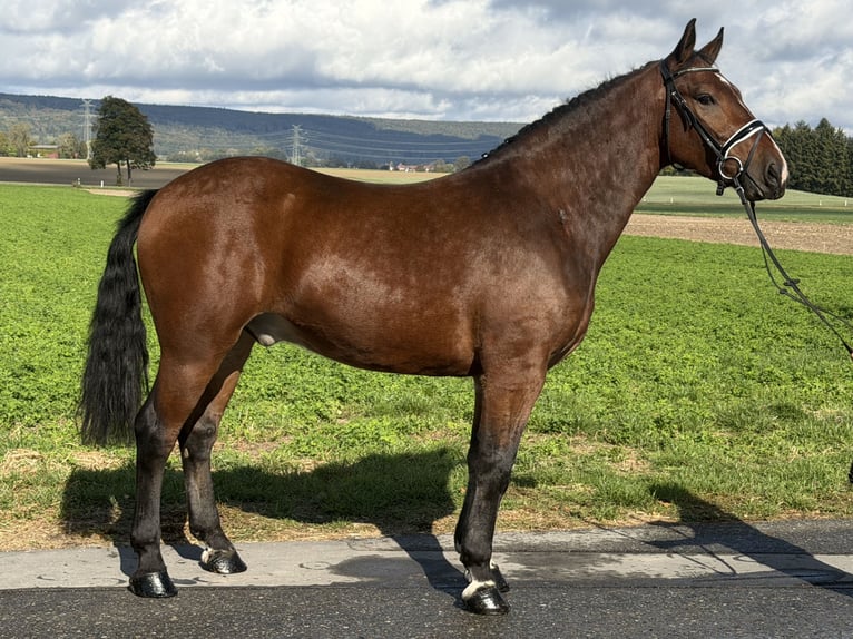 Schweres Warmblut Wałach 3 lat 164 cm Gniada in Riedlingen