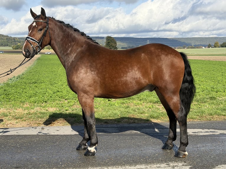 Schweres Warmblut Wałach 3 lat 164 cm Gniada in Riedlingen