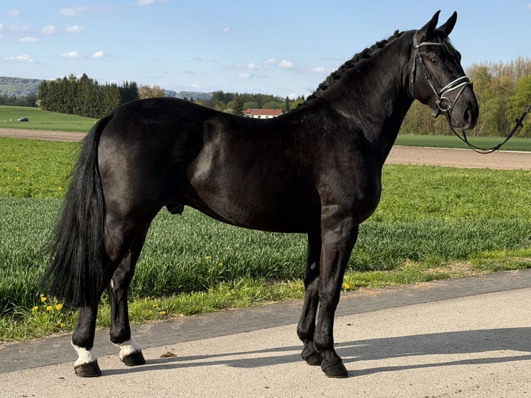 Schweres Warmblut Wałach 3 lat 164 cm Kara in Riedlingen