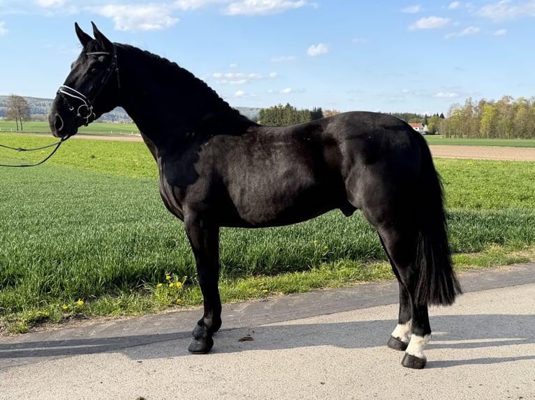 Schweres Warmblut Wałach 3 lat 164 cm Kara in Riedlingen