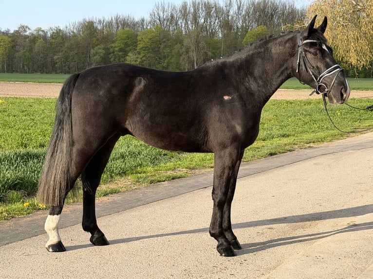 Schweres Warmblut Wałach 3 lat 164 cm Kara in Riedlingen
