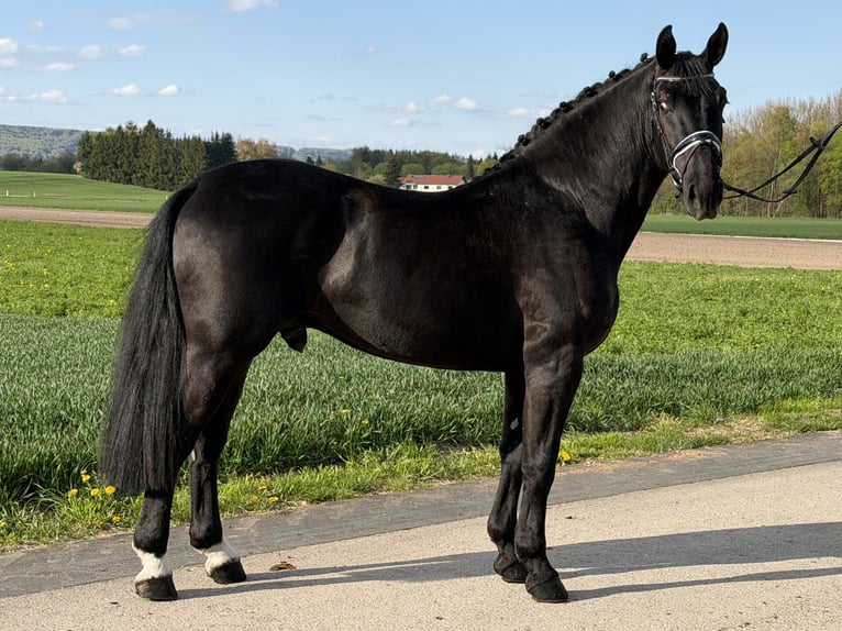 Schweres Warmblut Wałach 3 lat 164 cm Kara in Riedlingen