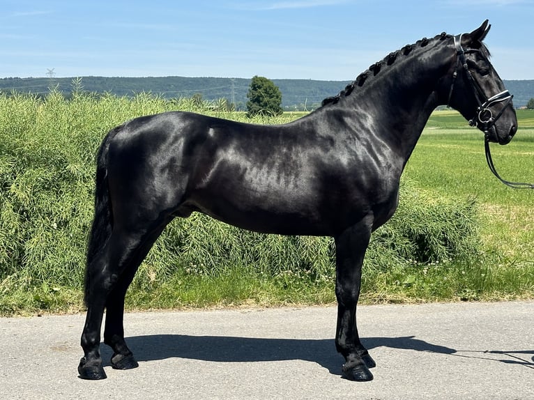 Schweres Warmblut Wałach 3 lat 164 cm Kara in Riedlingen