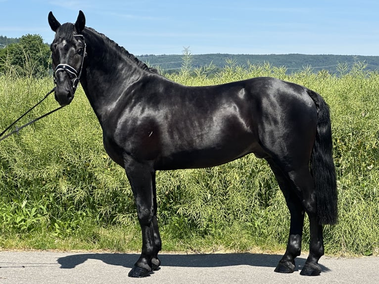 Schweres Warmblut Wałach 3 lat 164 cm Kara in Riedlingen