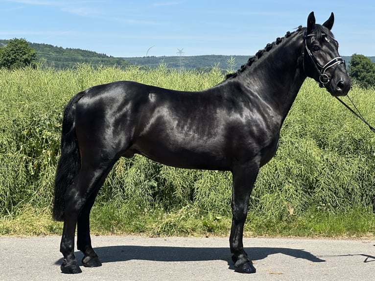 Schweres Warmblut Wałach 3 lat 164 cm Kara in Riedlingen