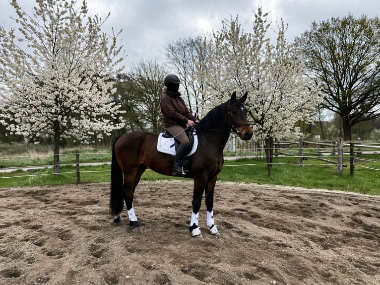 Schweres Warmblut Wałach 3 lat 165 cm Gniada in Doberlug-Kirchhain