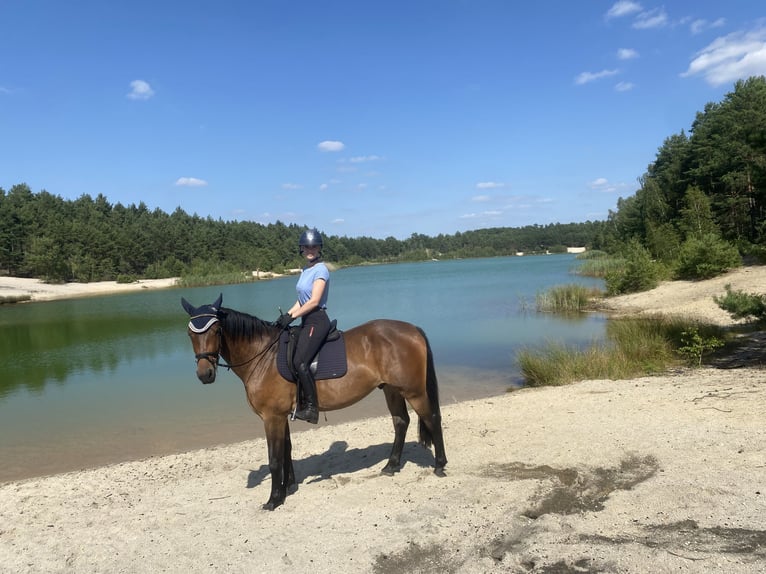 Schweres Warmblut Wałach 3 lat 165 cm Gniada in Doberlug-Kirchhain