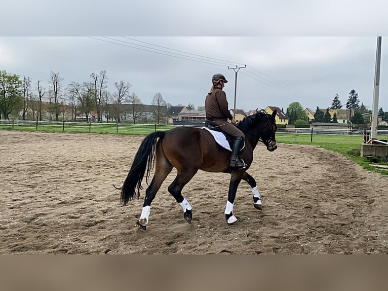 Schweres Warmblut Wałach 3 lat 165 cm Gniada in Doberlug-Kirchhain