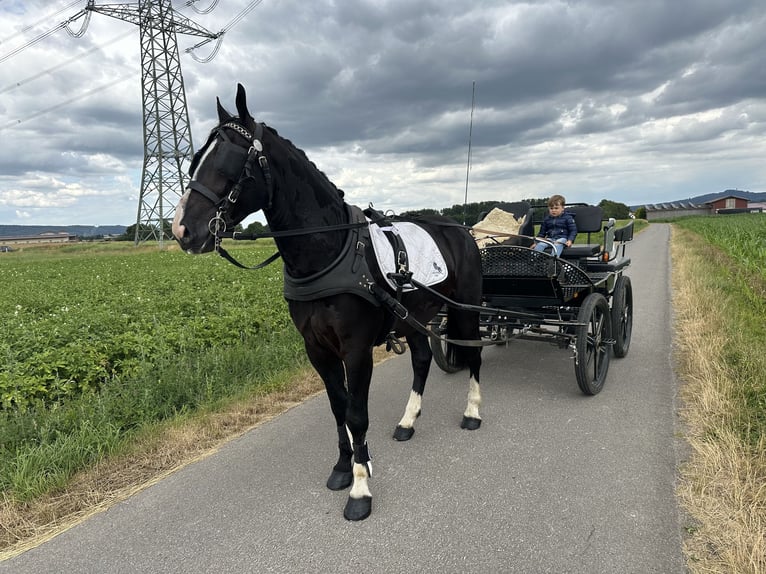 Schweres Warmblut Wałach 3 lat 165 cm Kara in Riedlingen