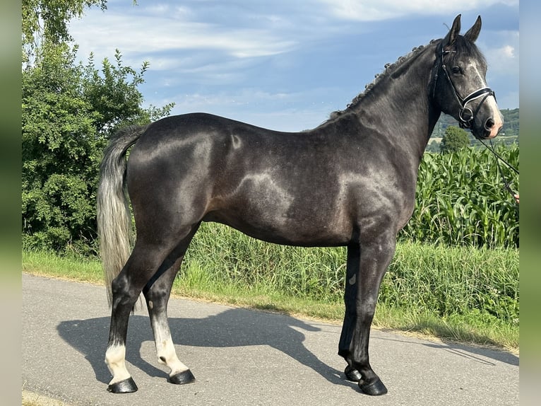 Schweres Warmblut Wałach 3 lat 165 cm Karosiwa in Riedlingen