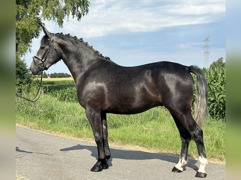 Schweres Warmblut Wałach 3 lat 165 cm Karosiwa in Riedlingen