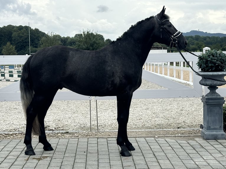 Schweres Warmblut Wałach 3 lat 165 cm Karosiwa in Riedlingen