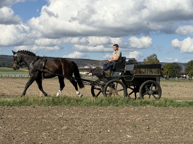 Schweres Warmblut Wałach 3 lat 166 cm Ciemnogniada in Riedlingen
