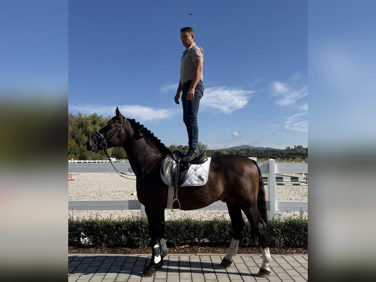 Schweres Warmblut Wałach 3 lat 166 cm Ciemnogniada in Riedlingen