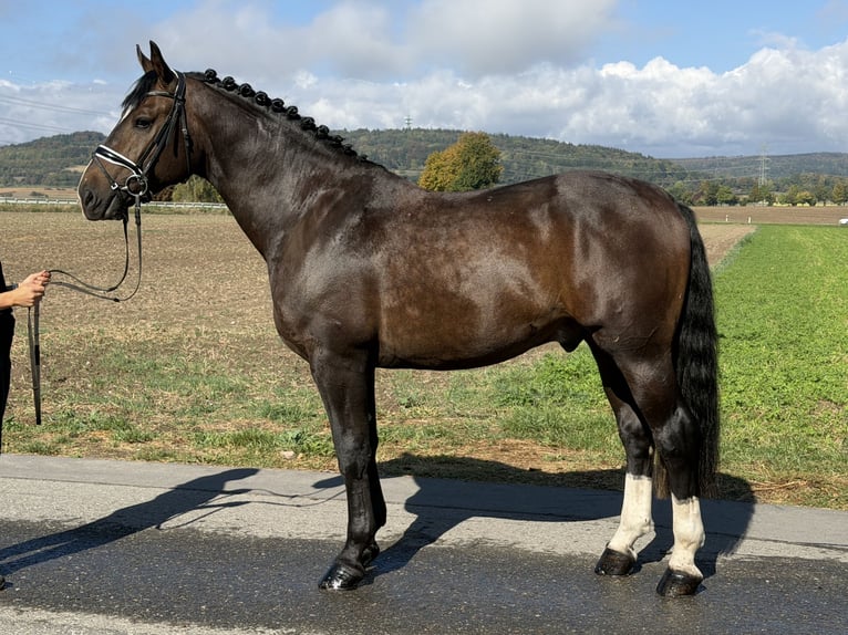 Schweres Warmblut Wałach 3 lat 166 cm Ciemnogniada in Riedlingen