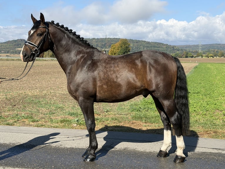 Schweres Warmblut Wałach 3 lat 166 cm Ciemnogniada in Riedlingen