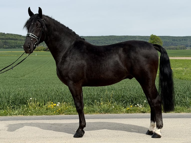 Schweres Warmblut Wałach 3 lat 166 cm Kara in Riedlingen