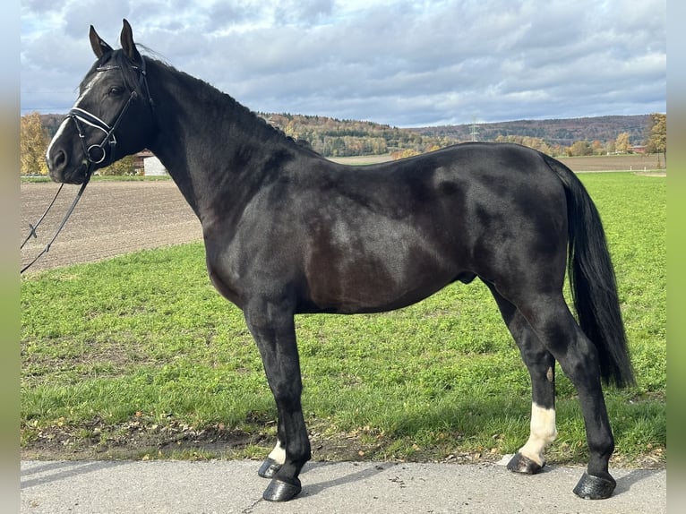 Schweres Warmblut Wałach 3 lat 166 cm Kara in Riedlingen Schweres Warmblut Wałach 3 lat 166 cm Kara in Riedlingen