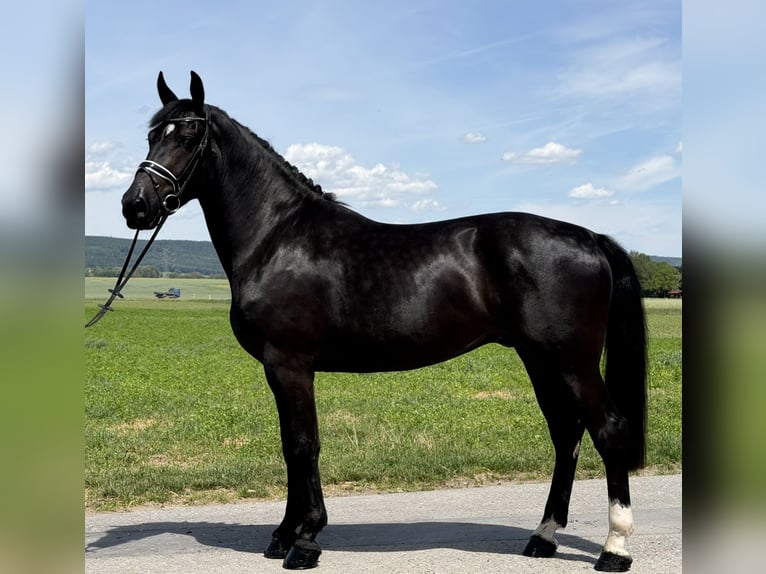 Schweres Warmblut Wałach 3 lat 166 cm Kara in Riedlingen
