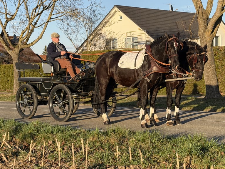 Schweres Warmblut Wałach 3 lat 166 cm Kara in Riedlingen