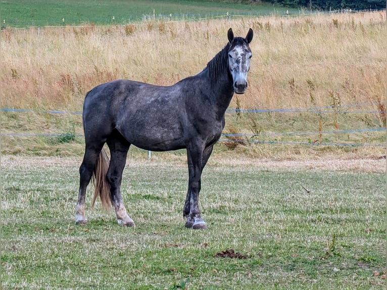 Schweres Warmblut Wałach 3 lat 166 cm Siwa in Lengenfeld