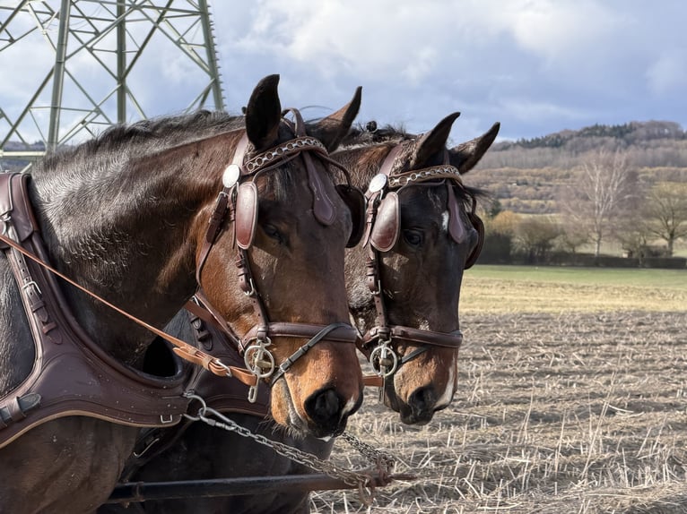 Schweres Warmblut Wałach 3 lat 167 cm Gniada in Riedlingen