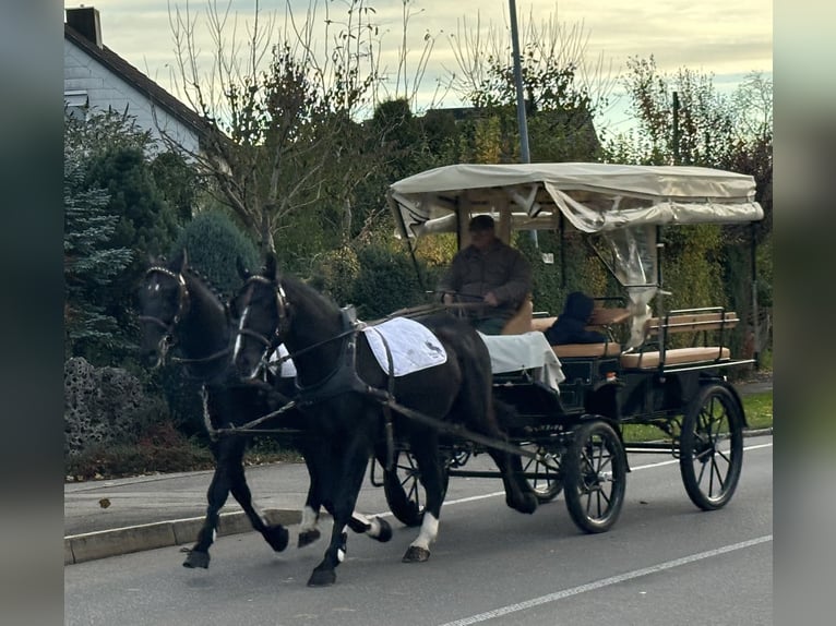 Schweres Warmblut Wałach 3 lat 167 cm Kara in Riedlingen Schweres Warmblut Wałach 3 lat 167 cm Kara in Riedlingen