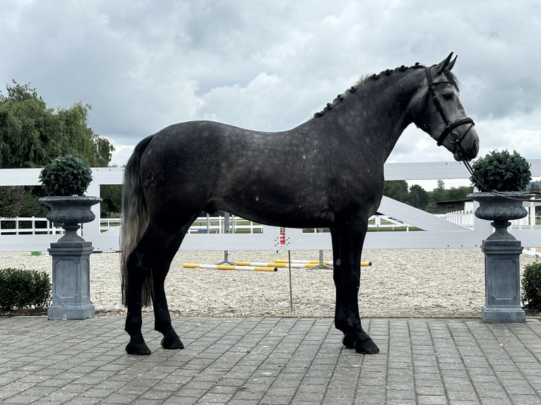Schweres Warmblut Wałach 3 lat 167 cm Siwa jabłkowita in Riedlingen