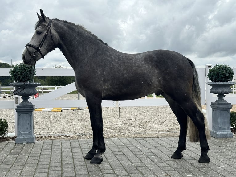 Schweres Warmblut Wałach 3 lat 167 cm Siwa jabłkowita in Riedlingen