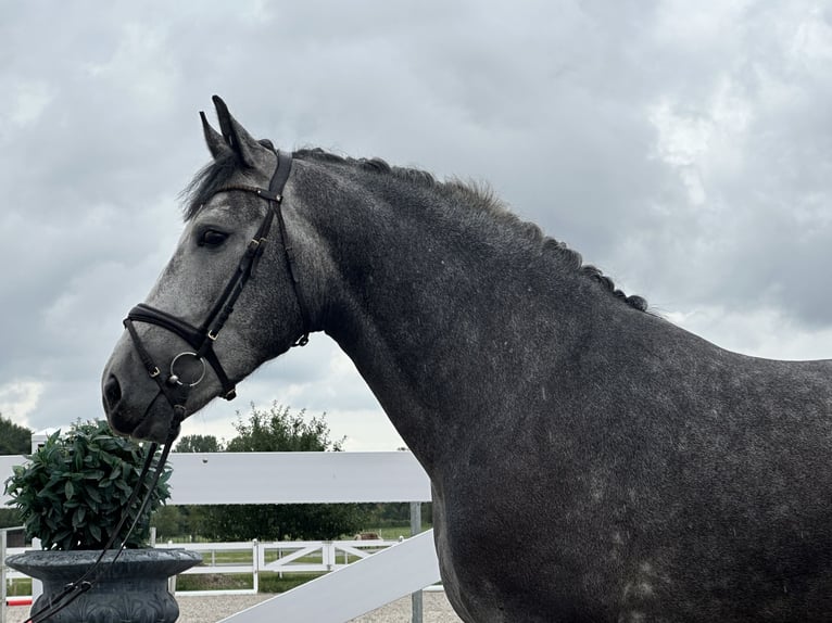 Schweres Warmblut Wałach 3 lat 167 cm Siwa jabłkowita in Riedlingen