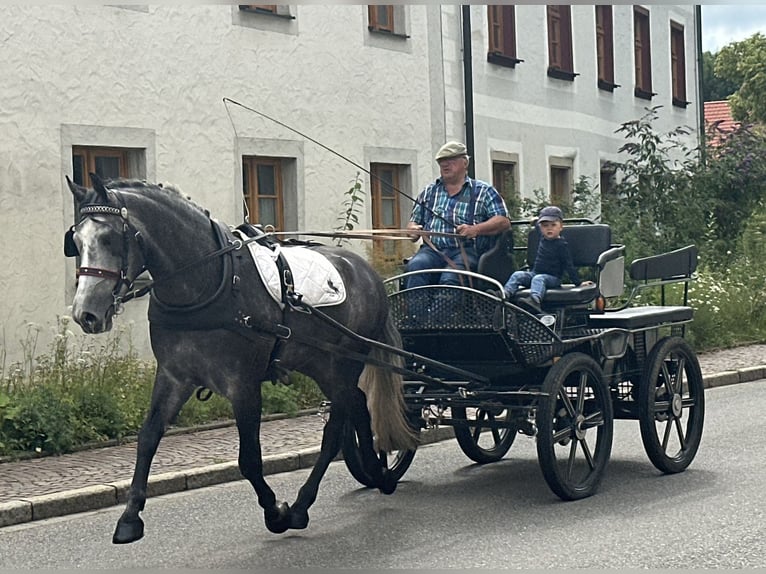 Schweres Warmblut Wałach 3 lat 167 cm Siwa jabłkowita in Riedlingen