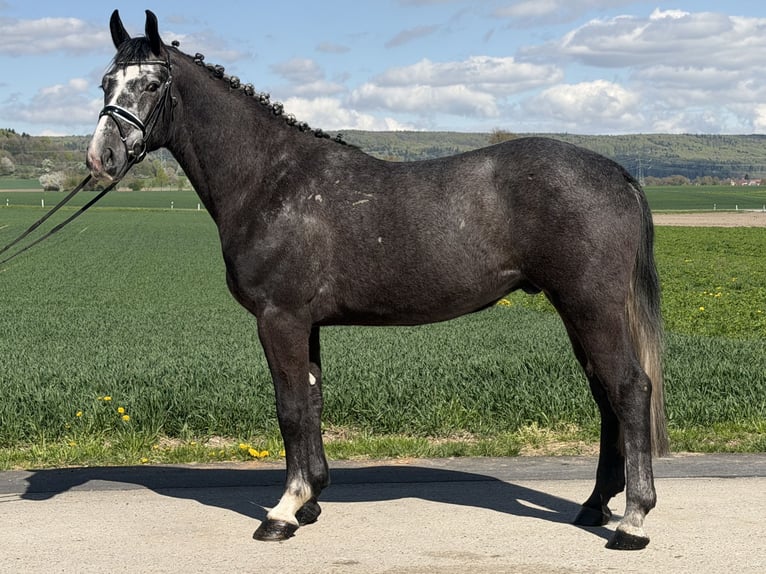 Schweres Warmblut Wałach 3 lat 167 cm Siwa in Riedlingen