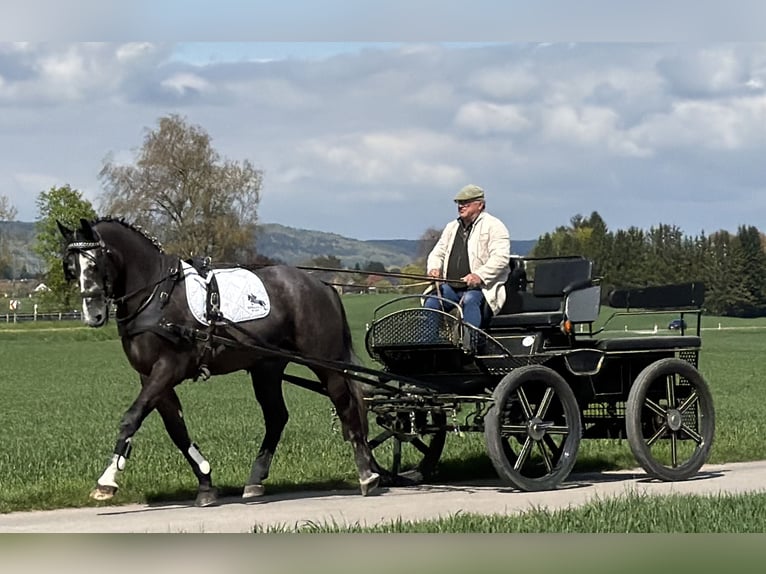 Schweres Warmblut Wałach 3 lat 167 cm Siwa in Riedlingen