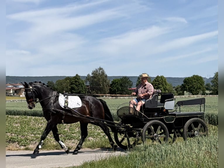 Schweres Warmblut Wałach 3 lat 168 cm Ciemnogniada in Riedlingen