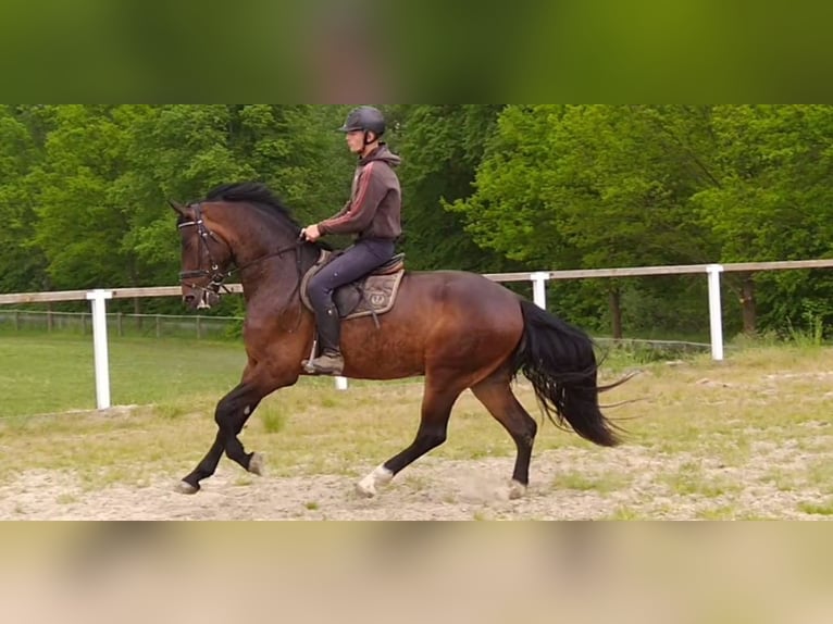 Schweres Warmblut Wałach 3 lat 168 cm Gniada in Kamenz
