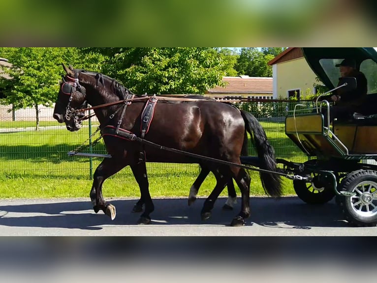 Schweres Warmblut Mix Wałach 3 lat 168 cm Kara in Kamenz