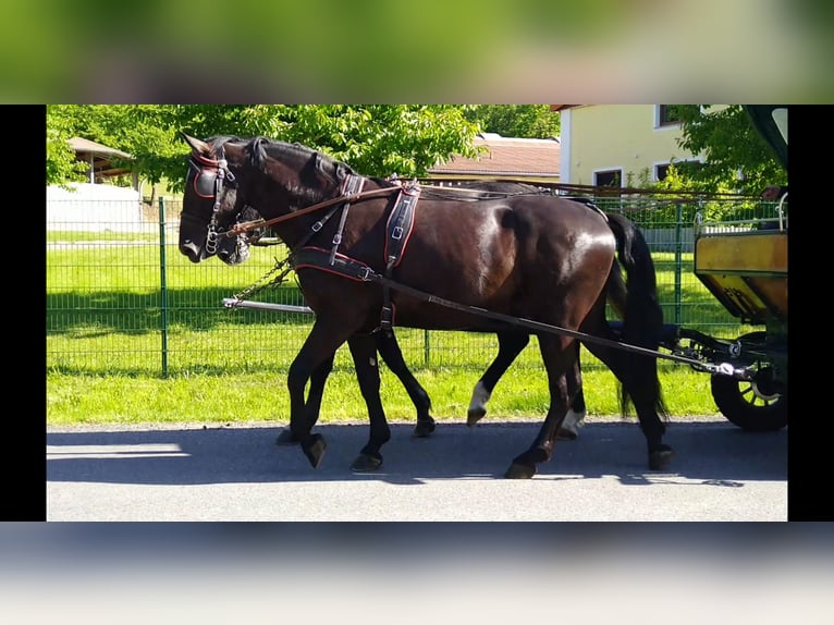 Schweres Warmblut Mix Wałach 3 lat 168 cm Kara in Kamenz
