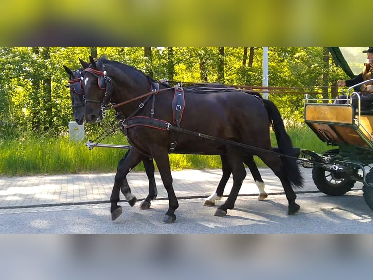 Schweres Warmblut Mix Wałach 3 lat 168 cm Kara in Kamenz