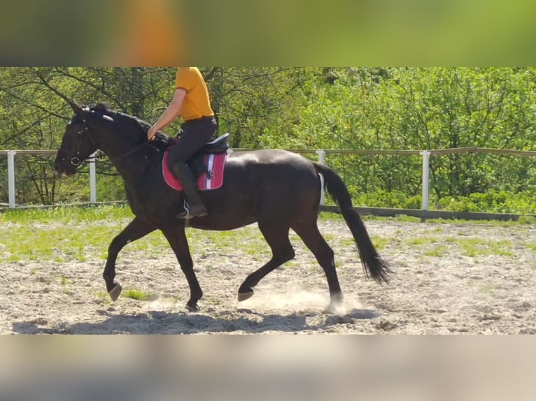 Schweres Warmblut Mix Wałach 3 lat 168 cm Kara in Kamenz